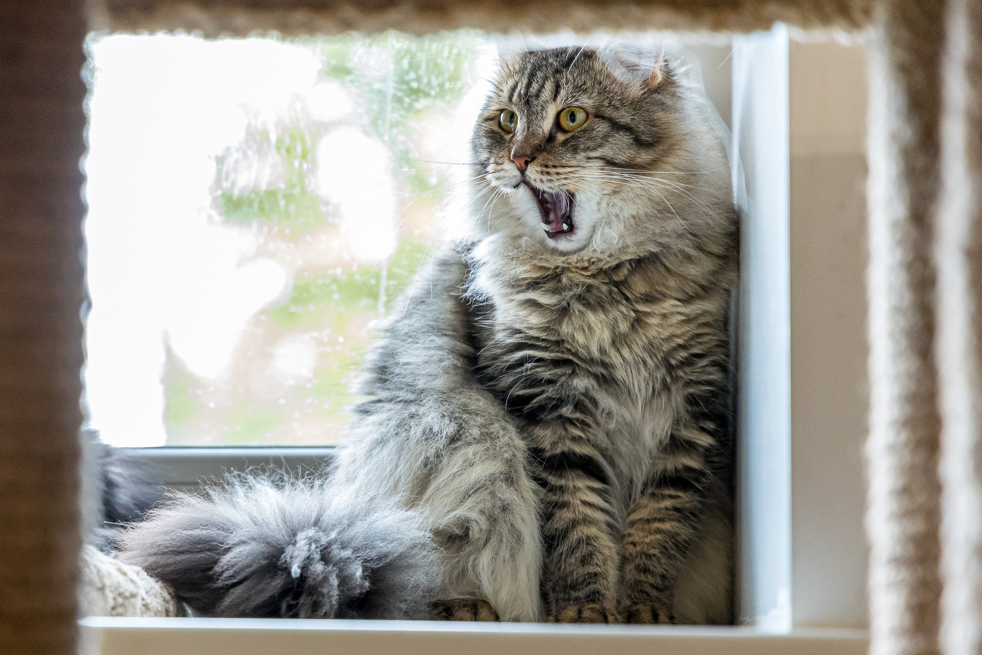 Сибирские кошки, Красноярск: сколько стоит котенок сибирской кошки. Кошка  для аллергика - 9 октября 2021 - НГС.ру
