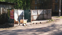 «Дайте возможность проявить себя»: заместителю главы Архангельска предложили самому вывозить мусор