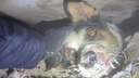 В Новосибирске собаку вытащили из-под бетонной плиты — публикуем видео спасательной операции