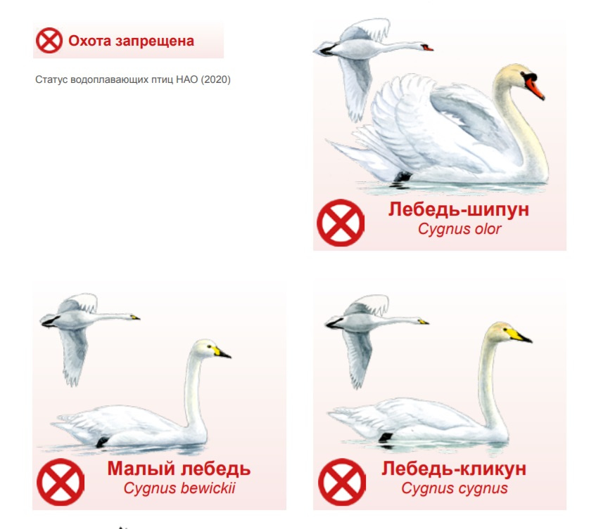 Кино о миграции лебедей из НАО в Восточную Европу, где нельзя охотиться налебедей в НАО, правила для охотников - 20 мая 2021 - 29.ru