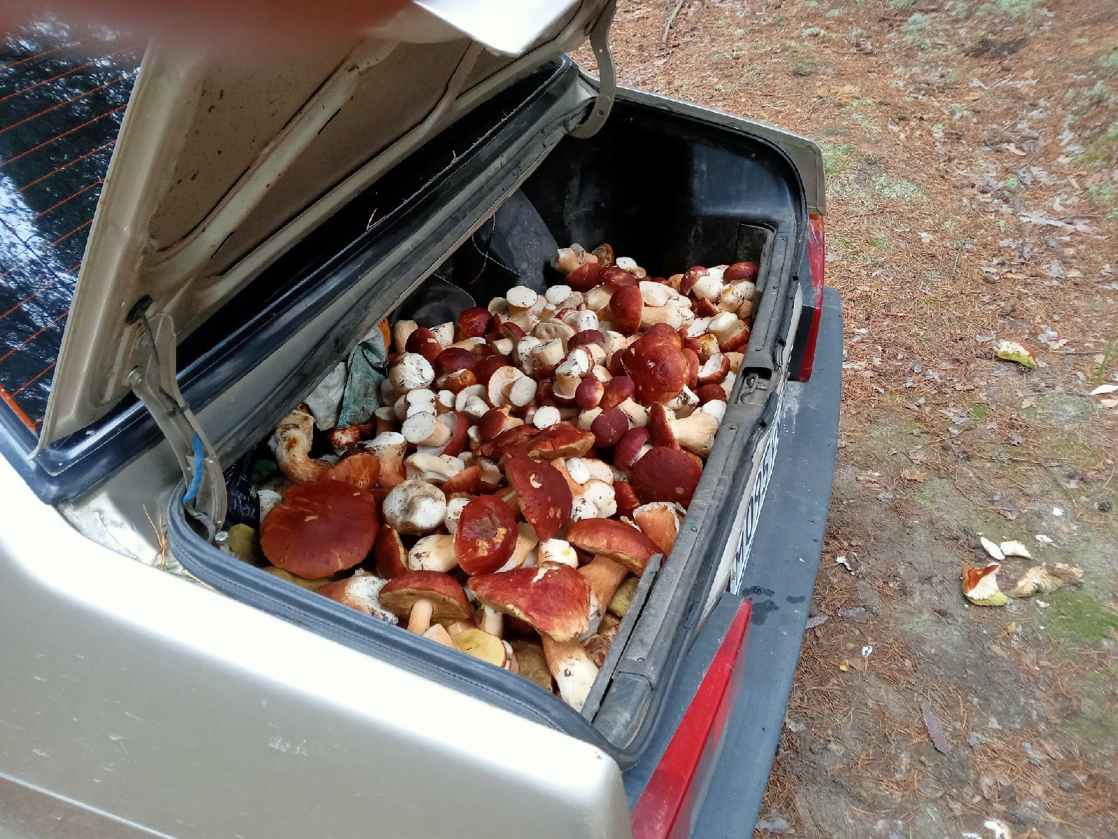 Ого, сколько грибов! Полный багажник