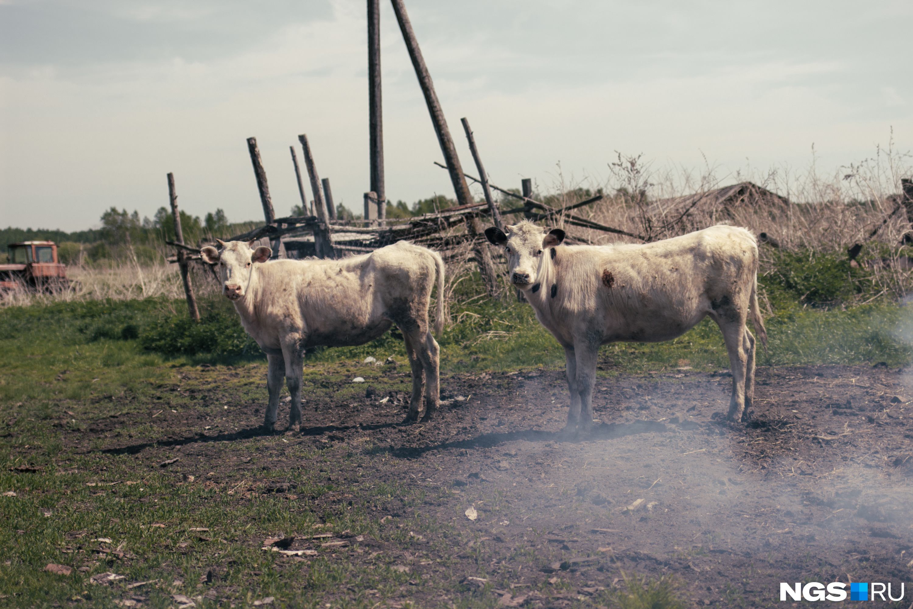 Основное хозяйство Граненко — это корова и теленок. Но сил и на них почти не хватает
