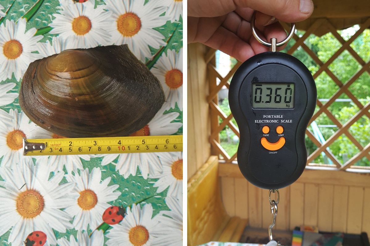 Моллюск весит немало Моллюск весит немало