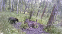 «Его манит свалка»: под Новосибирском молодого медведя заметили рядом с селом