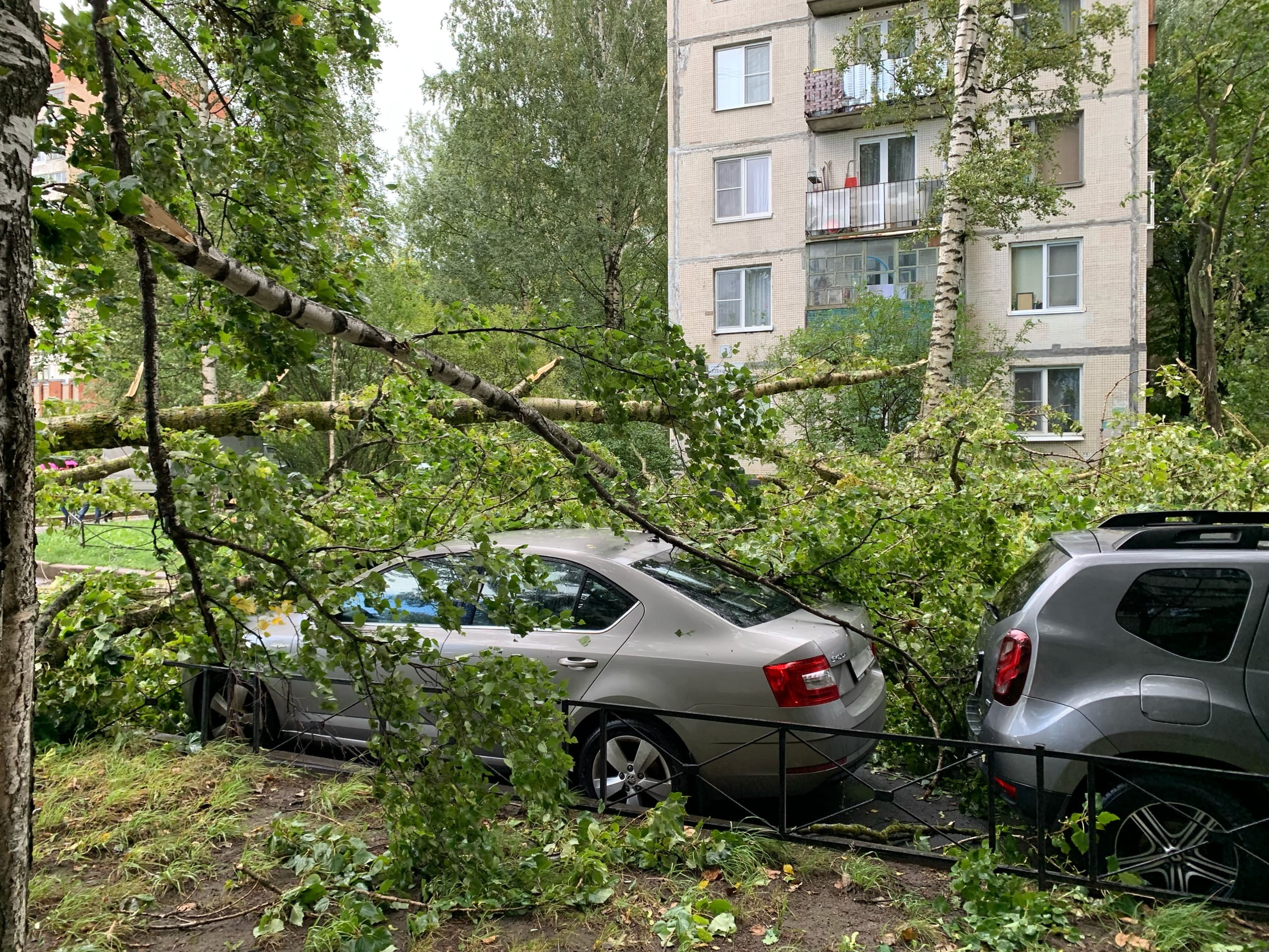 В Петербурге улицы присыпало градом, «как зимой». На Ольги Форш дерево  сдуло на машину - 3 сентября 2021 - ФОНТАНКА.ру