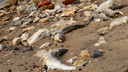 Росприроднадзор заявил, что не заметил тушки сотен мертвых животных у Таганрогского залива