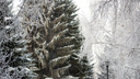 Вернутся морозы или растает весь снег? Прогноз погоды на февраль в Новосибирске