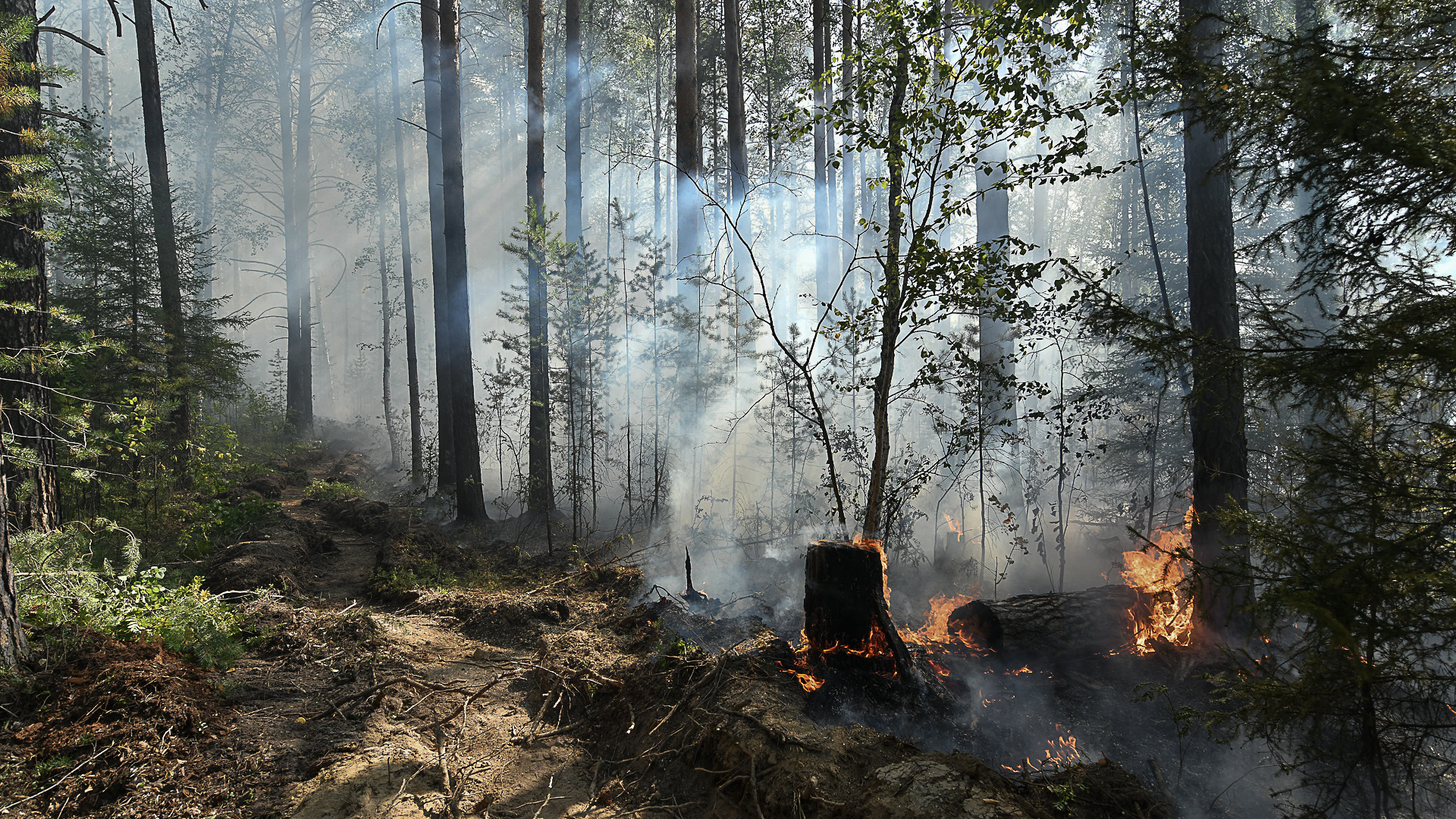 Лесные пожары. Лес после пожара. Лесной пожар фото. Фото лесных пожаров в России.