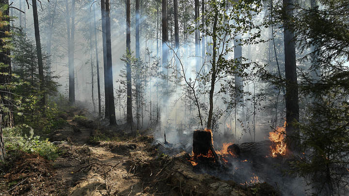 Приангарье вторые сутки остается на первом месте в России по площади лесных пожаров
