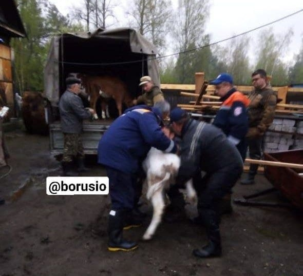 Спасатели помогают жителям поднять скотину в грузовик, чтобы вывезти в безопасное место Спасатели помогают жителям поднять скотину в грузовик, чтобы вывезти в безопасное место