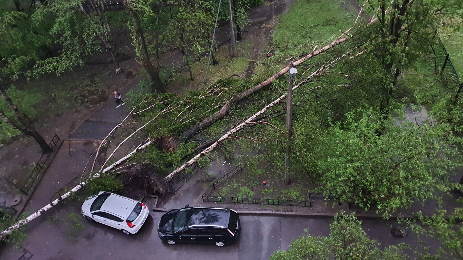 Гроза в Петербурге повалила на дороги и тротуары 161 дерево и «открыла» 44 люка
