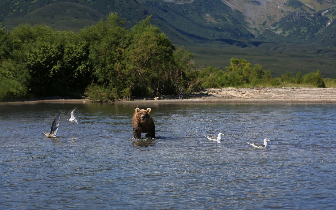Медведи — хозяева дикой природы Камчатки
