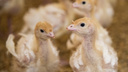 В Ростовской области из-за гриппа уничтожат 200 тысяч птиц