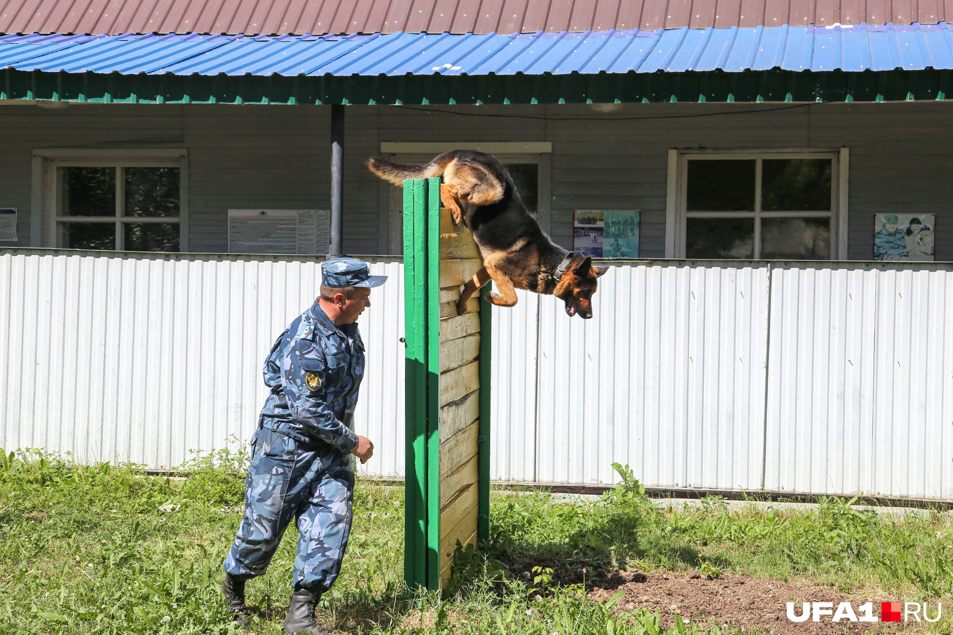 Собаки тренируются на специальном кинодроме Собаки тренируются на специальном кинодроме