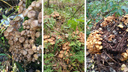 Новосибирцы находят деревья и пни, заросшие грибами: посмотрите на них