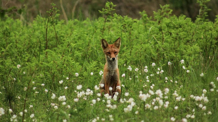 «Следов огнестрельного оружия нет»: сотрудники Татышев-парка опровергли версию убийства лисы