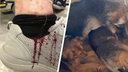 Прогрызли бабушке ногу: в Волгограде бездомные псы терроризуют целый поселок
