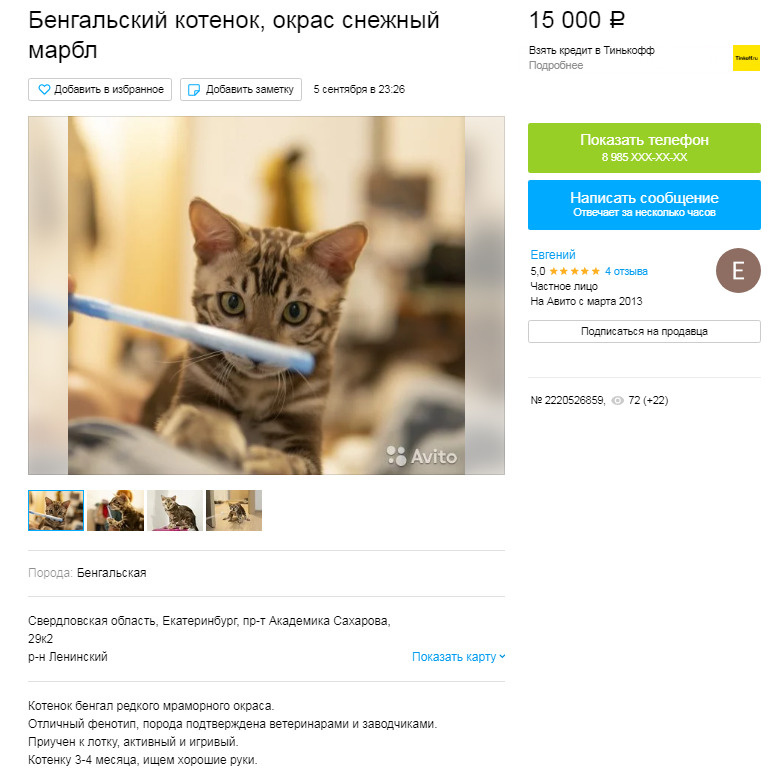 Avito котята. Котенок за 15000. Авито найден кот. Как найти на авито котенка.