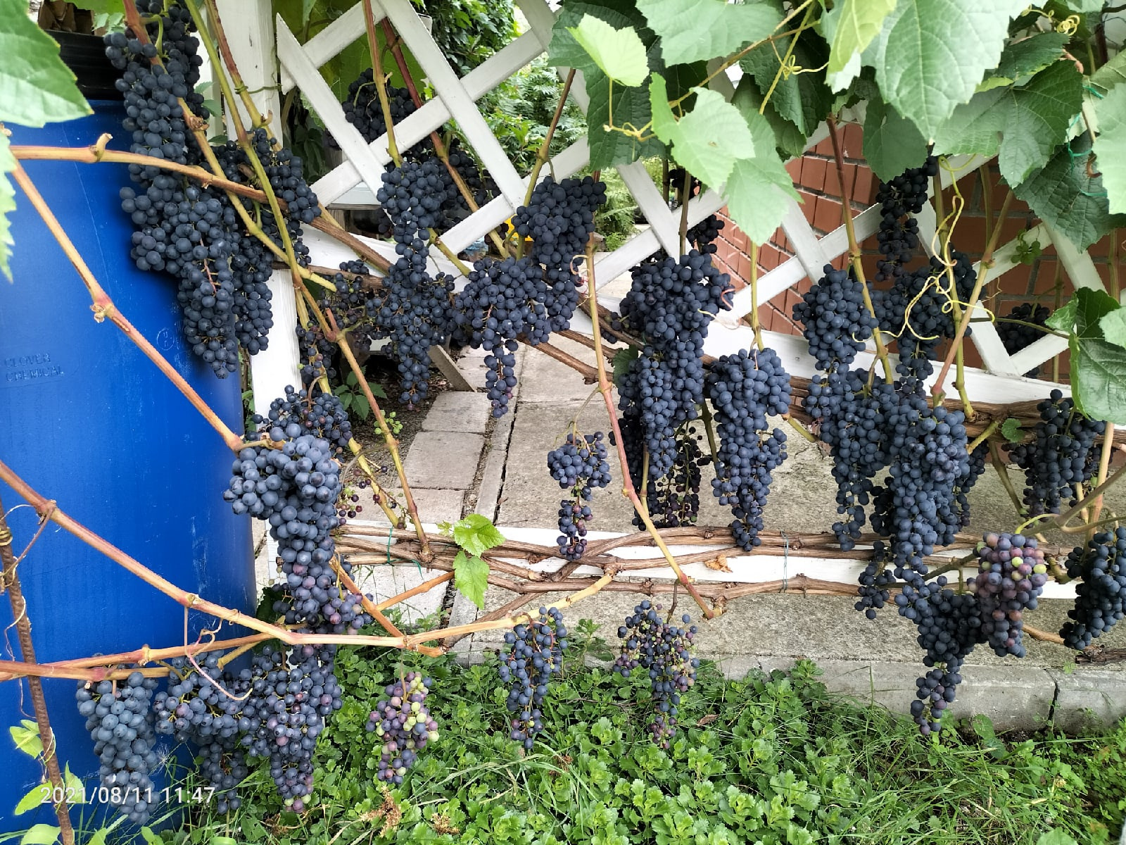 И напоследок — еще одно подтверждение того, что виноград можно не только покупать в магазине, но и выращивать на даче