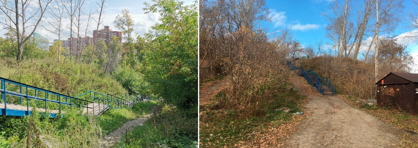 В северной части парка, сегодня заросшей кленом, исторически был хвойный лес — его восстановят и дополнят лиственницами