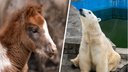 Белый медвежонок и новорожденный пони: 25 хвостато-полосатых фотографий из ростовского зоопарка
