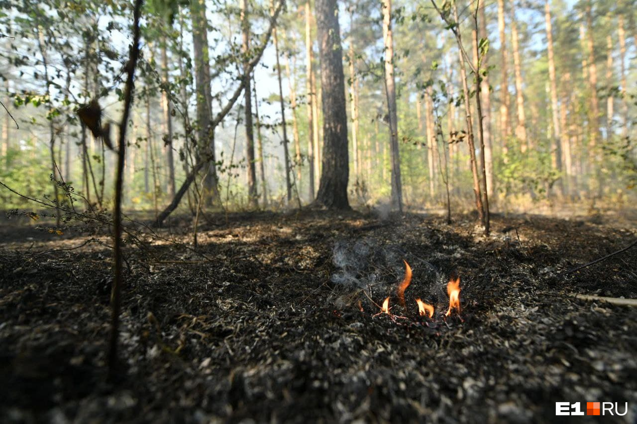 На многих участках леса пожар уже потушили 