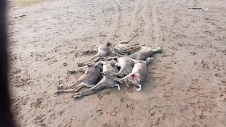 В полиции заинтересовались историей гибели 56 оленей на берегу в Хатанге