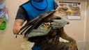 Орлана-белохвоста, спасенного в НАО после выстрела браконьера, выпустили на волю