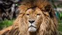 Прошлый умер летом: Новосибирский зоопарк ищет генетически здорового африканского льва