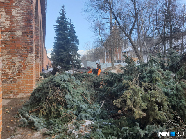 Фото срубленных деревьев