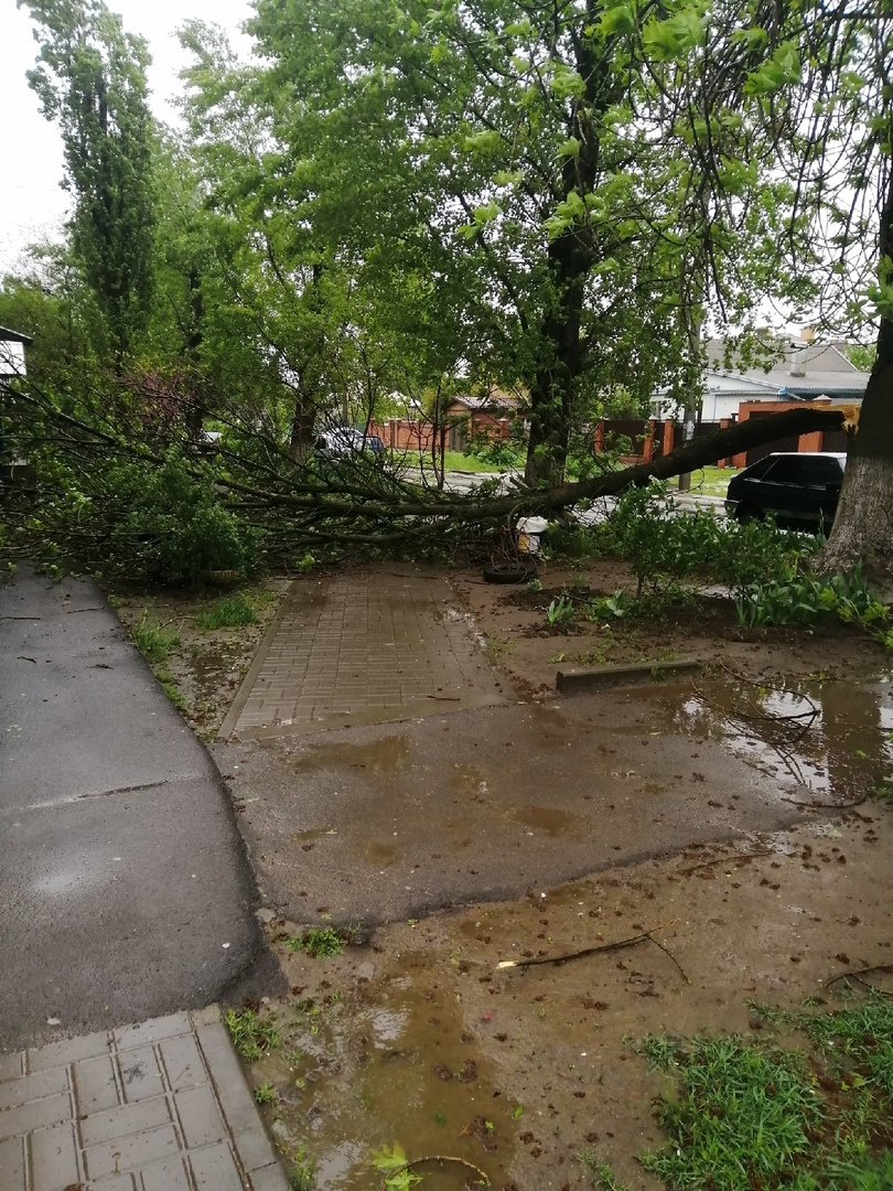 Ураган в Волгодонске вырвал с корнем десятки деревьев — повреждены ...