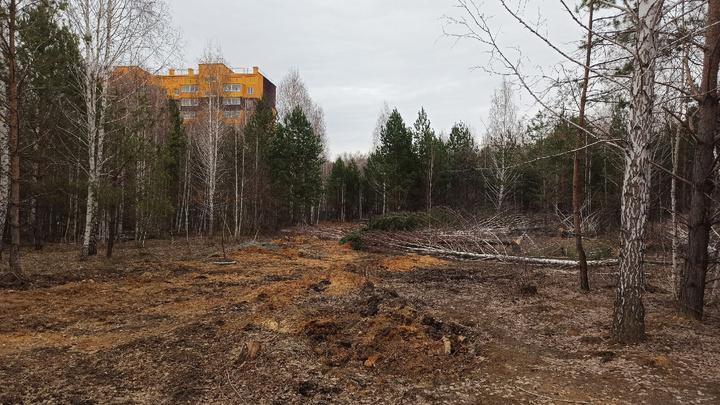 В челябинской мэрии опровергли связь между вырубкой деревьев в «Парковом» и строительством детсада