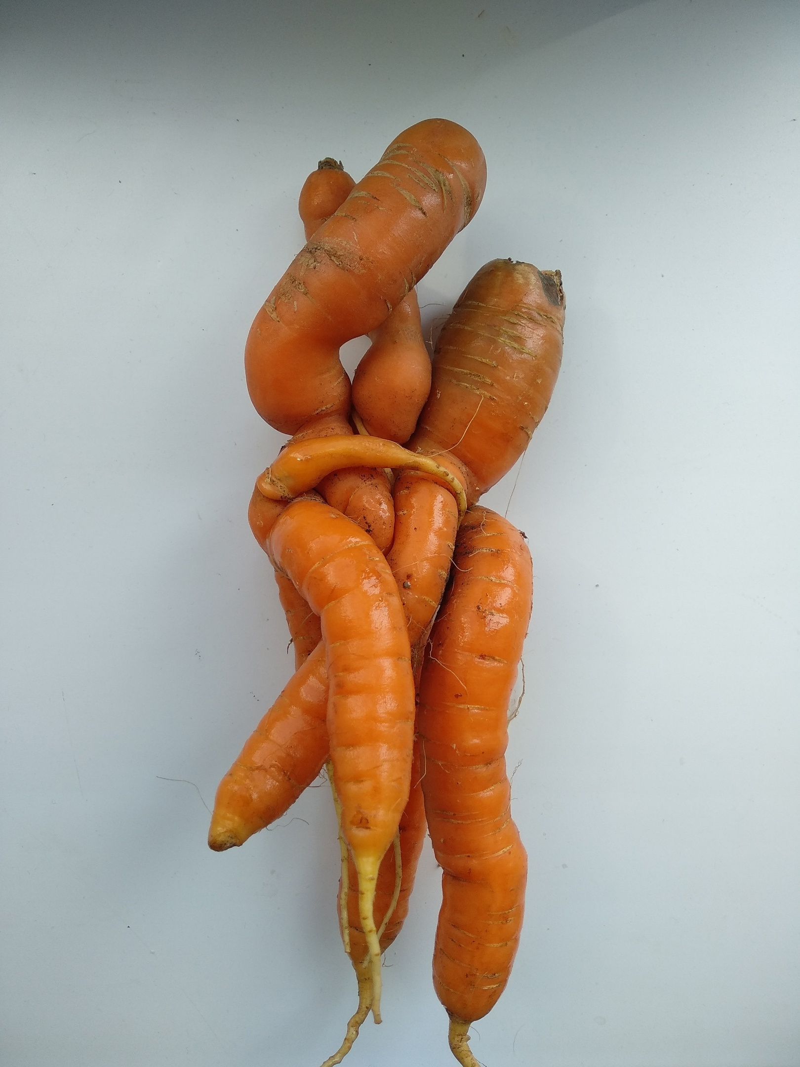 Свежий урожай моркови. Вам на что она похожа? Нам — на сплетение змей