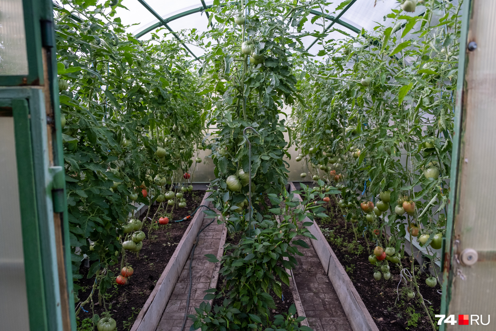Урожай помидоров тоже хорош