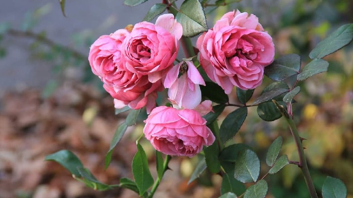 Готовим цветы к холодам: простые советы, как правильно укрыть розы на зиму