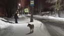 В Архангельске волк накинулся на женщин с собаками. Полиция усилила патрулирование улиц