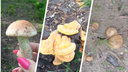 Маслята пошли? Какие грибы новосибирцы ищут в лесах прямо сейчас и какие из них могут быть опасны