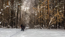 Лес на распил: депутат заявил, что под высотки хотят спилить 2000 деревьев в Новосибирске. Строители это опровергают