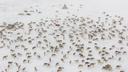Новосибирский фотограф показал кадры с касланием оленей на Ямале — эти снимки завораживают
