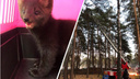Сбежавший из челябинского зоопарка соболь Марик переполошил посетителей парка Гагарина