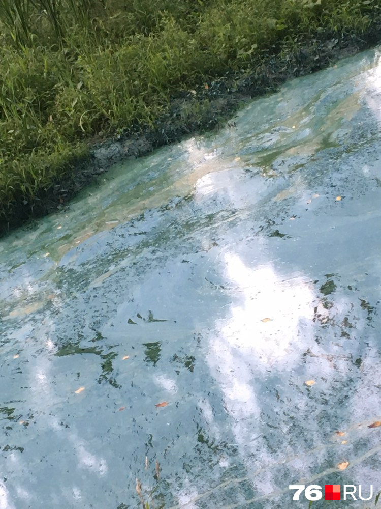 Вода покрылась сине-зеленой пленкой
