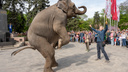 По городу слона водили: фоторепортаж из центра Ростова