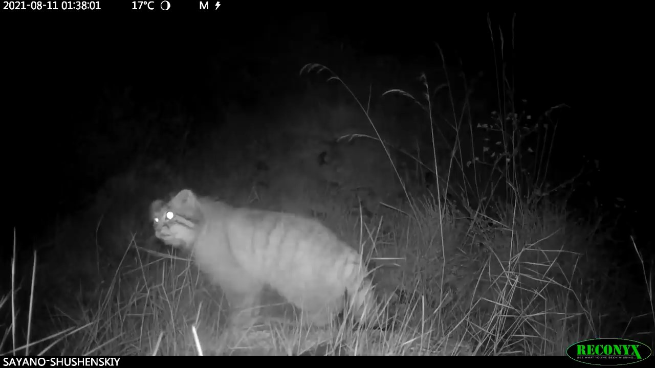Редкий палласов кот попался за ночными делами в Саяно-Шушенском заповеднике