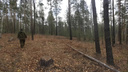 Новосибирский пенсионер по подложным документам нарубил леса на <nobr class="_">65 миллионов</nobr> рублей