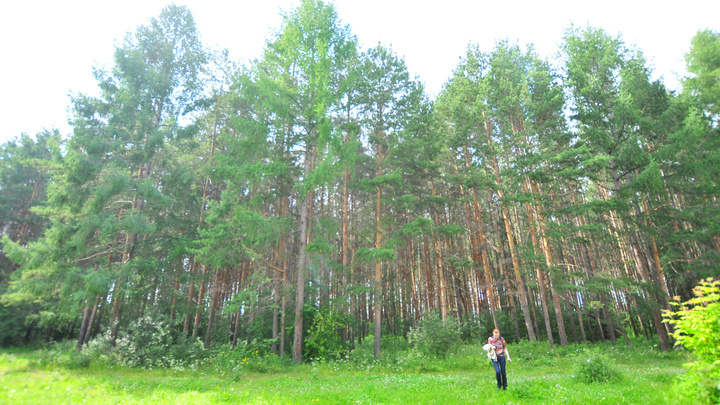 В Свердловской области ищут восьмерых человек, потерявшихся в лесах