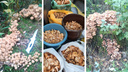 Начался сезон опят: новосибирцы везут грибы из леса мешками — где их собирать