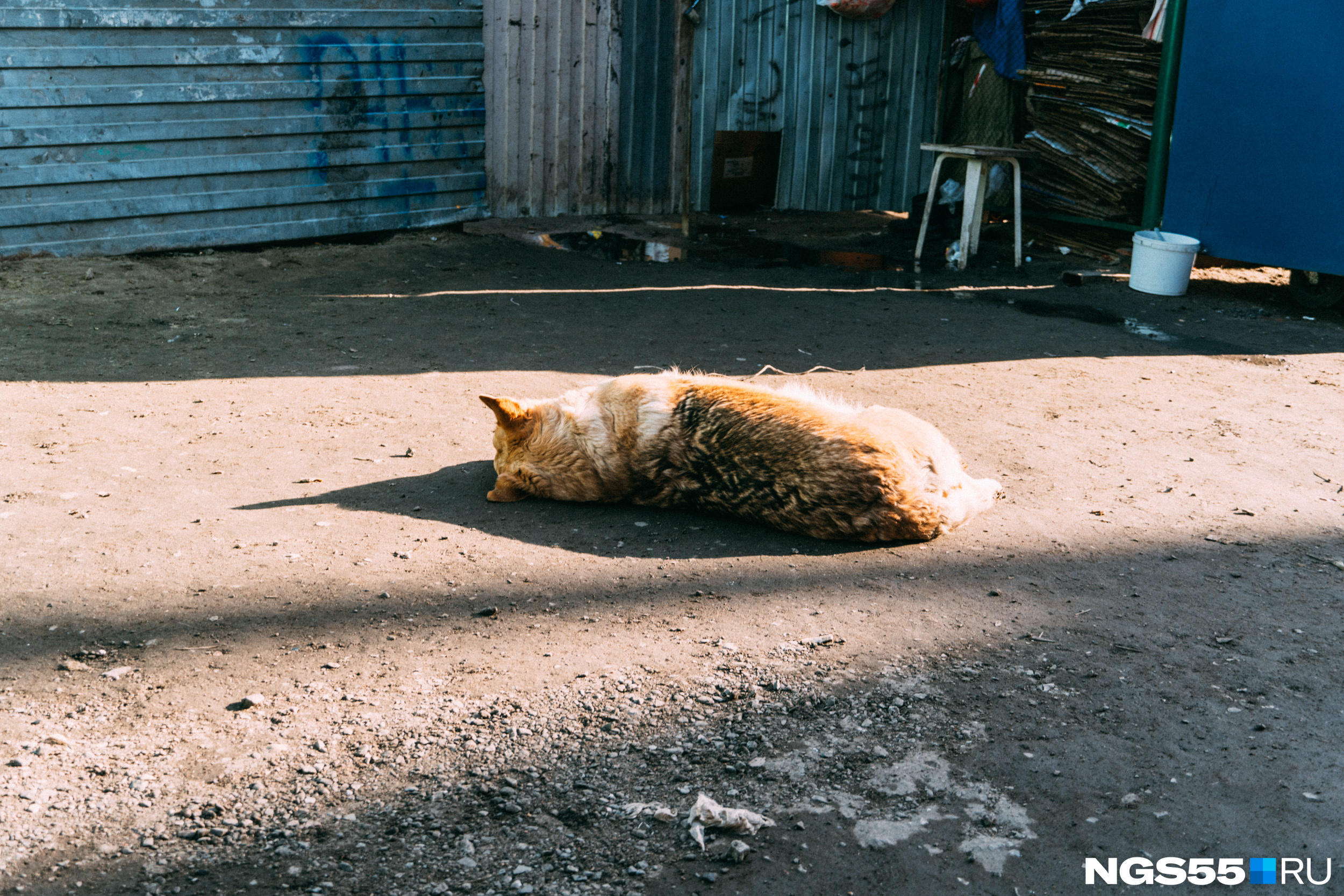 А этот пес просто решил немного поспать на солнышке в Амурском поселке