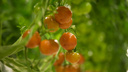 Не рвите их зелеными: что сделать, чтобы помидоры быстрее покраснели и были вкусными