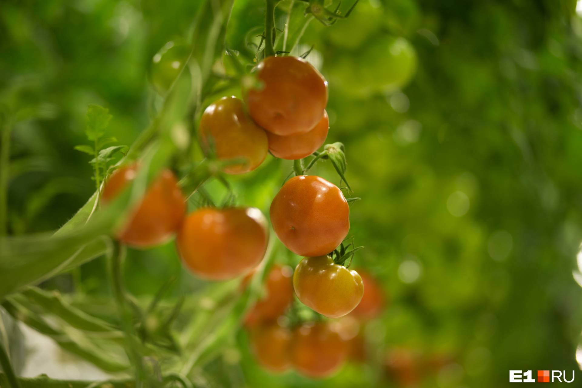 Как хранить зеленые помидоры чтобы они покраснели