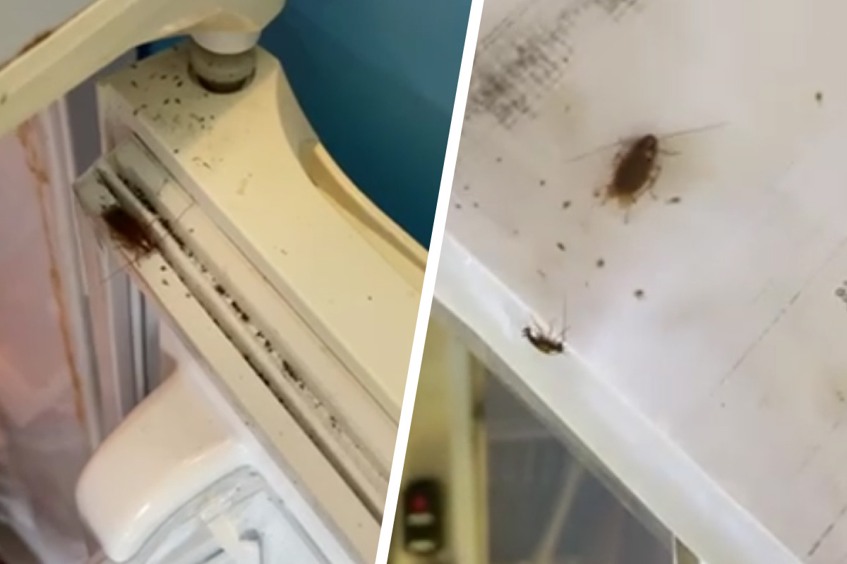 Как избавиться от тараканов в детском саду